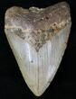 Megalodon Tooth - North Carolina #20803-1